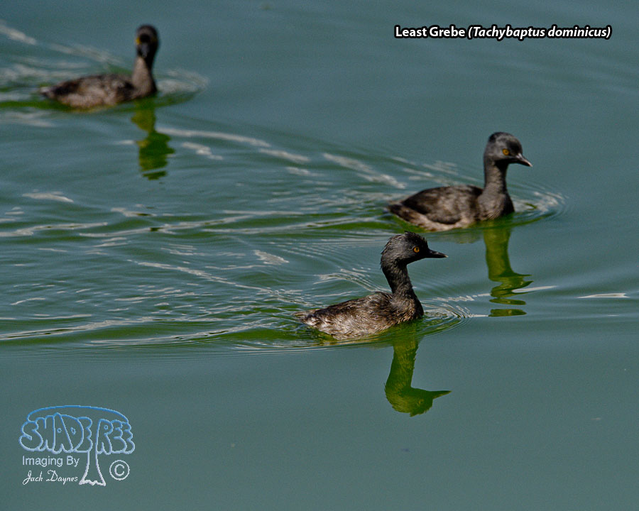Least Grebe - Tachybaptus dominicus
