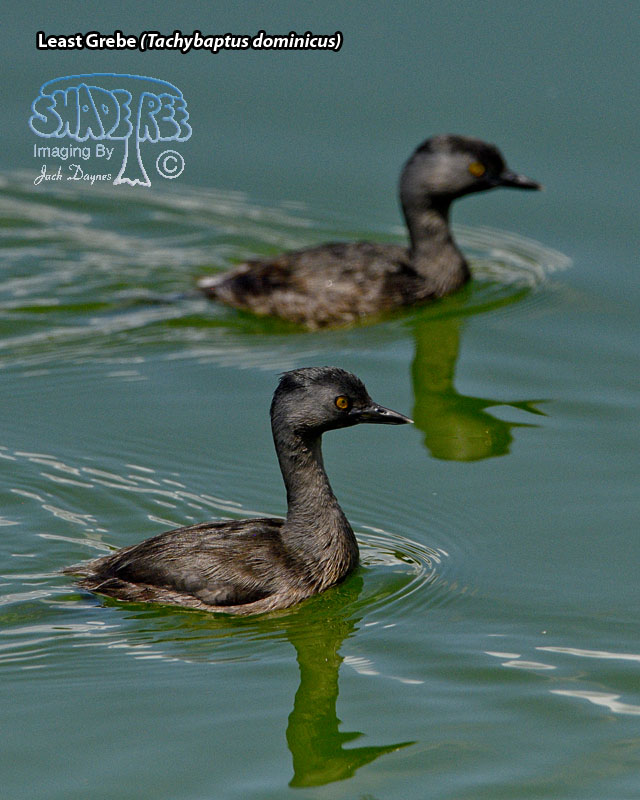 Least Grebe - Tachybaptus dominicus