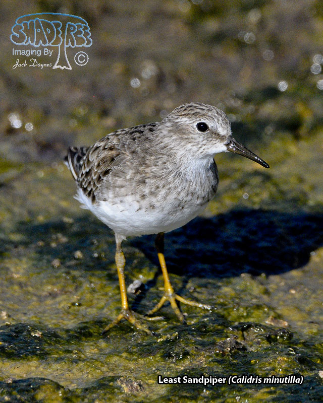 Least Sandpiper - Calidris minutilla