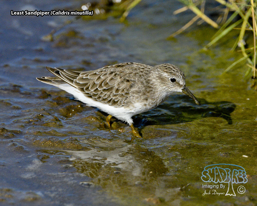 Least Sandpiper - Calidris minutilla