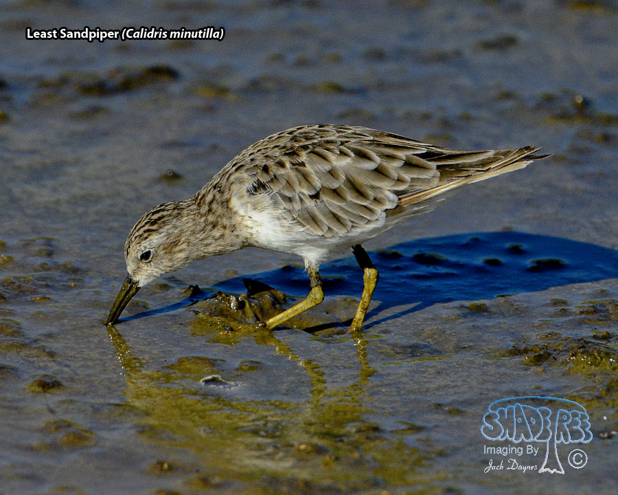 Least Sandpiper - Calidris minutilla