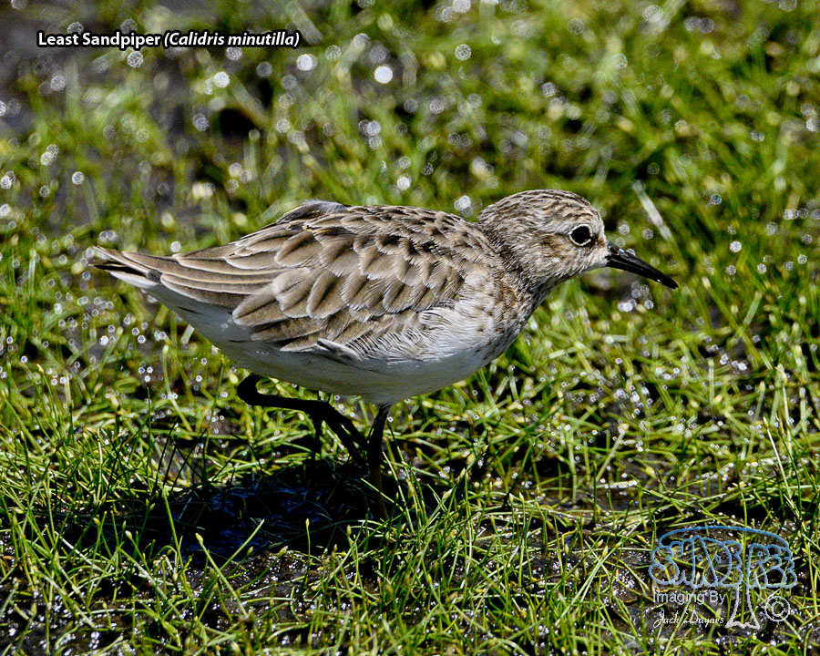 Least Sandpiper - Calidris minutilla