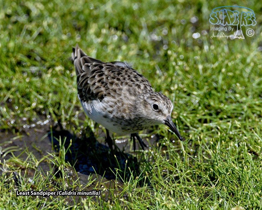Least Sandpiper - Calidris minutilla