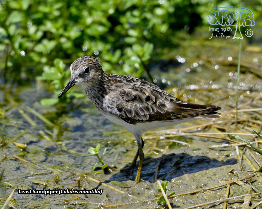 Least Sandpiper - Calidris minutilla