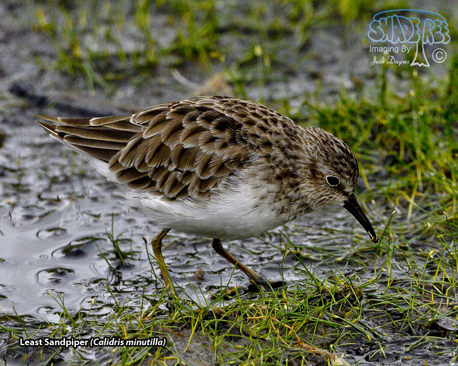 Least Sandpiper - Calidris minutilla
