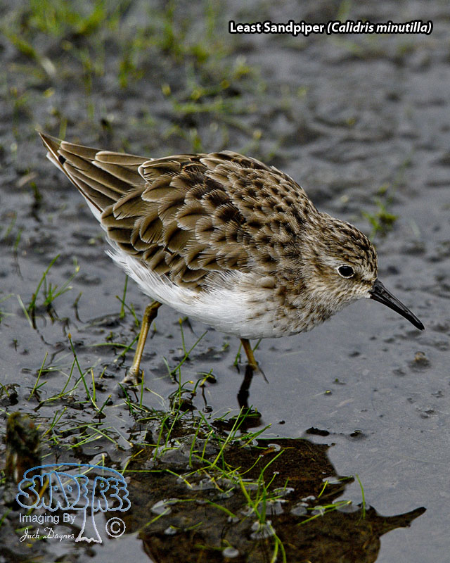 Least Sandpiper - Calidris minutilla