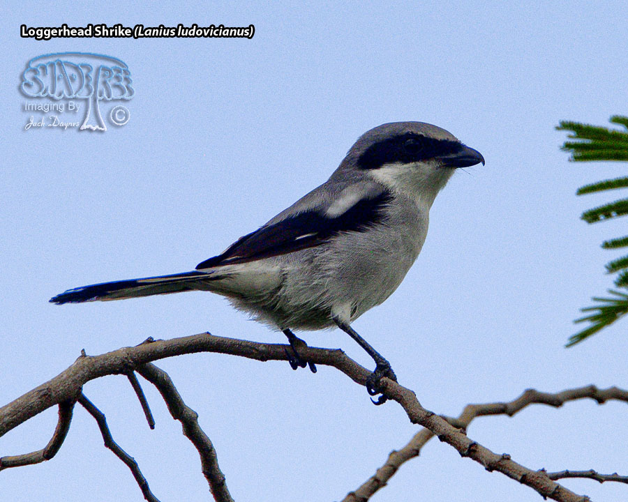 Loggerhead Shrike - Lanius ludovicianus