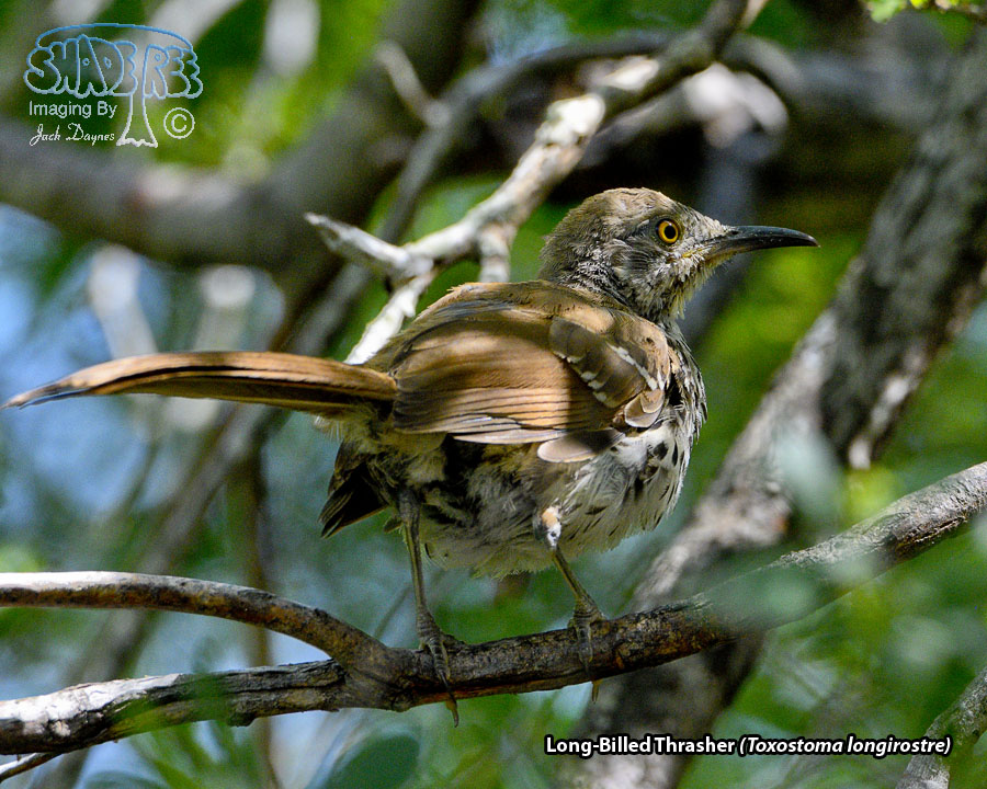 Long-Billed Thrasher - Toxostoma longirostre