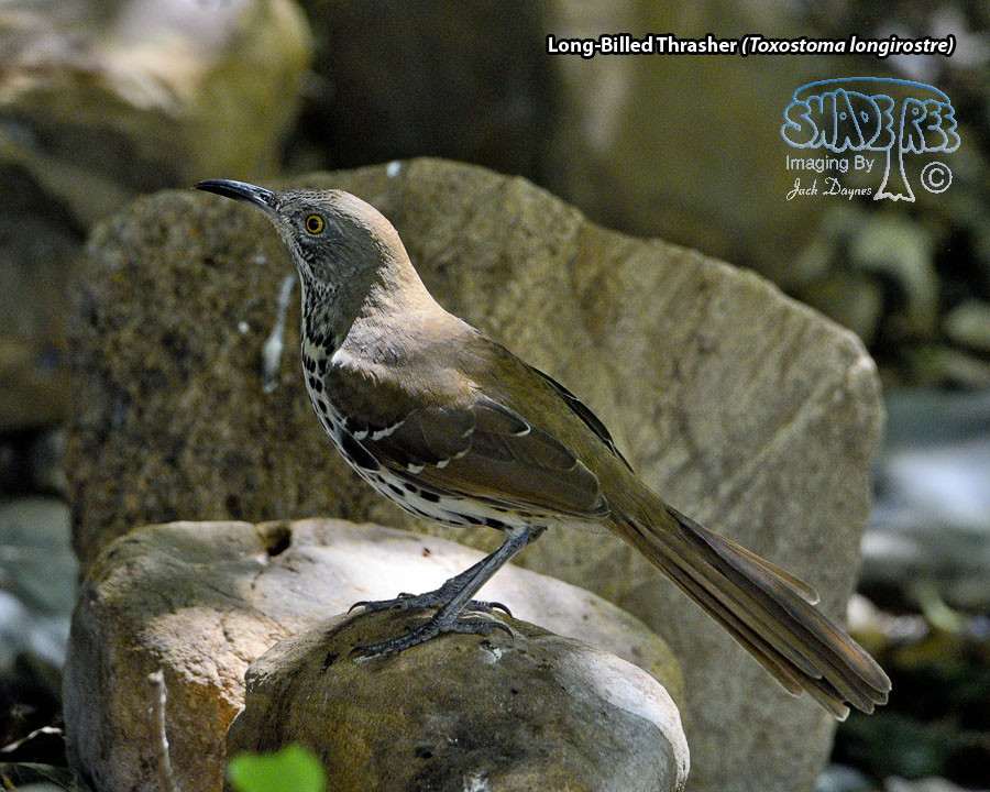 Long-Billed Thrasher - Toxostoma longirostre