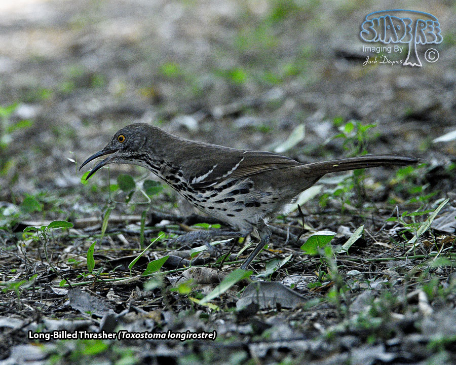 Long-Billed Thrasher - Toxostoma longirostre