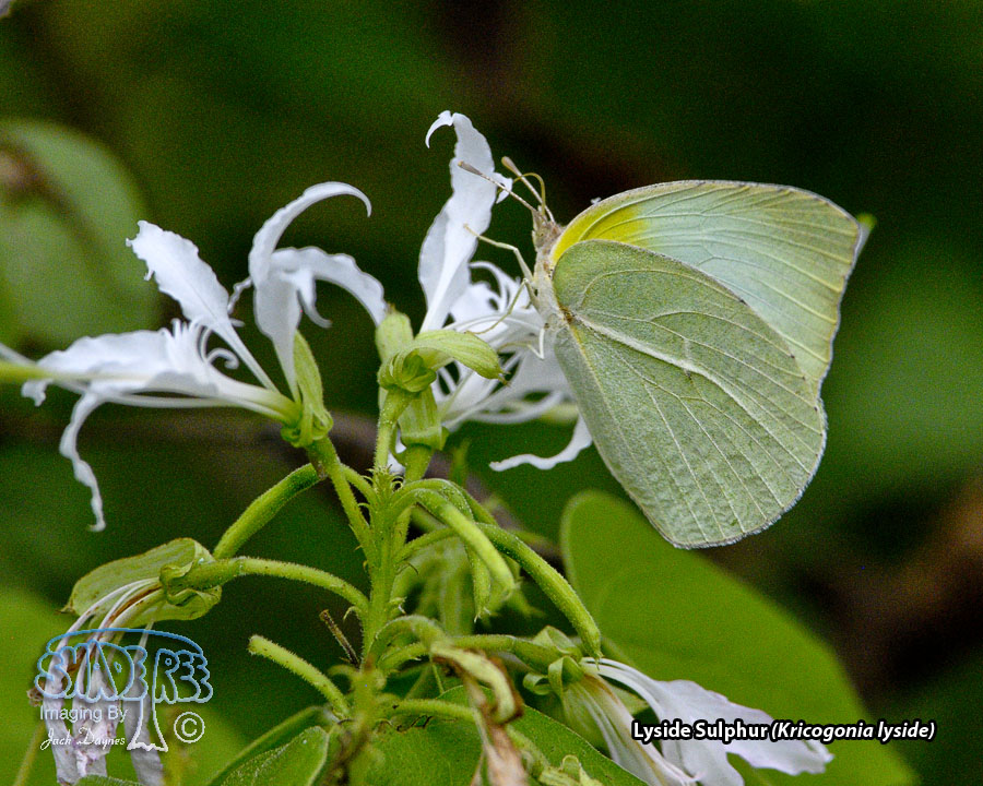 Lyside Sulphur - Kricogonia lyside