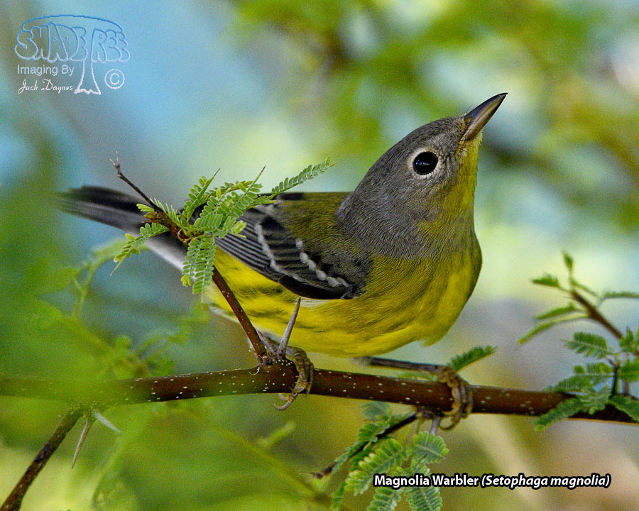 Magnolia Warbler - Setophaga magnolia
