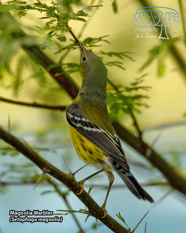 Magnolia Warbler - Setophaga magnolia