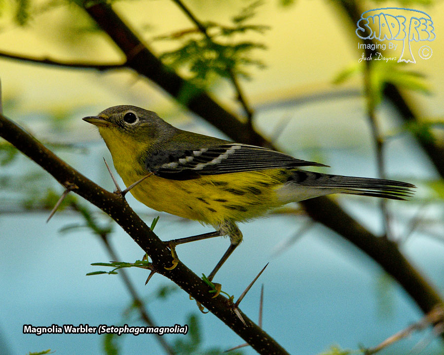 Magnolia Warbler - Setophaga magnolia