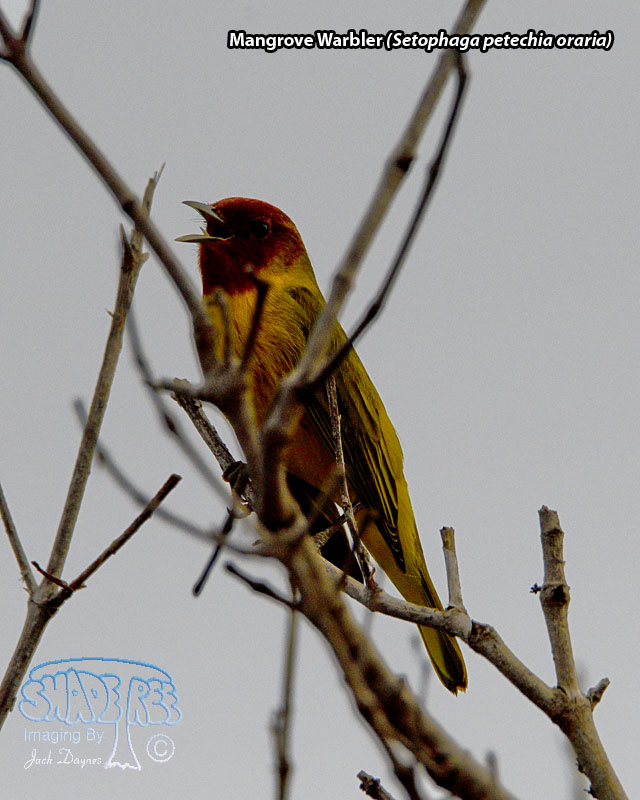 Mangrove Warbler - Setophaga petechia oraria