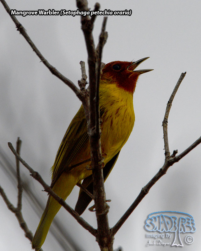 Mangrove Warbler - Setophaga petechia oraria