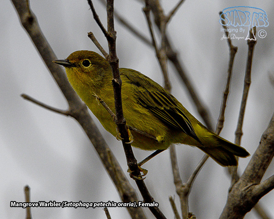 Mangrove Warbler - Setophaga petechia oraria