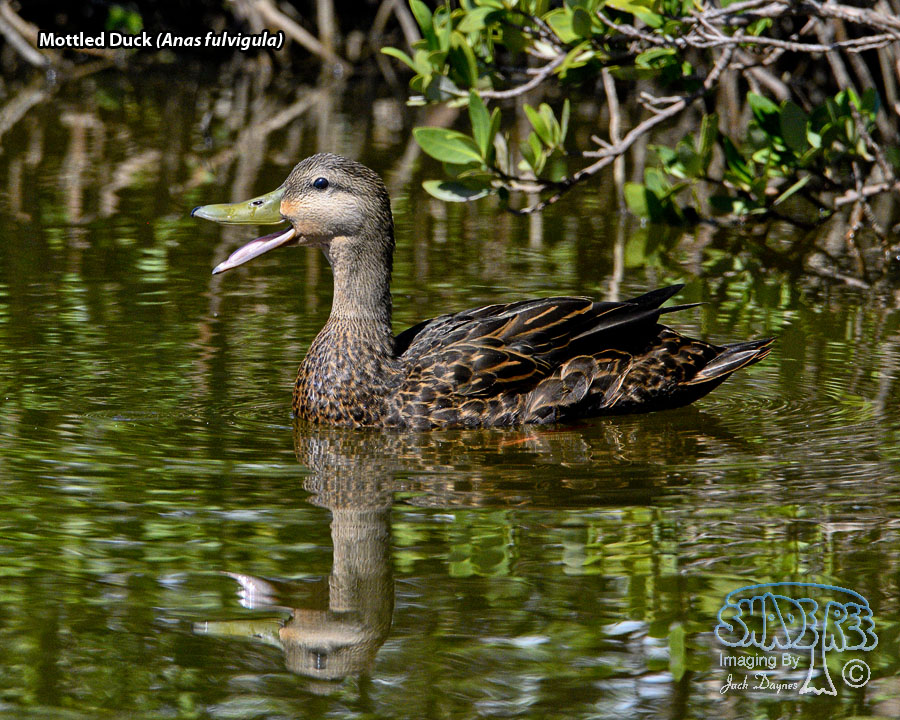Mottled Duck - Anas fulvigula