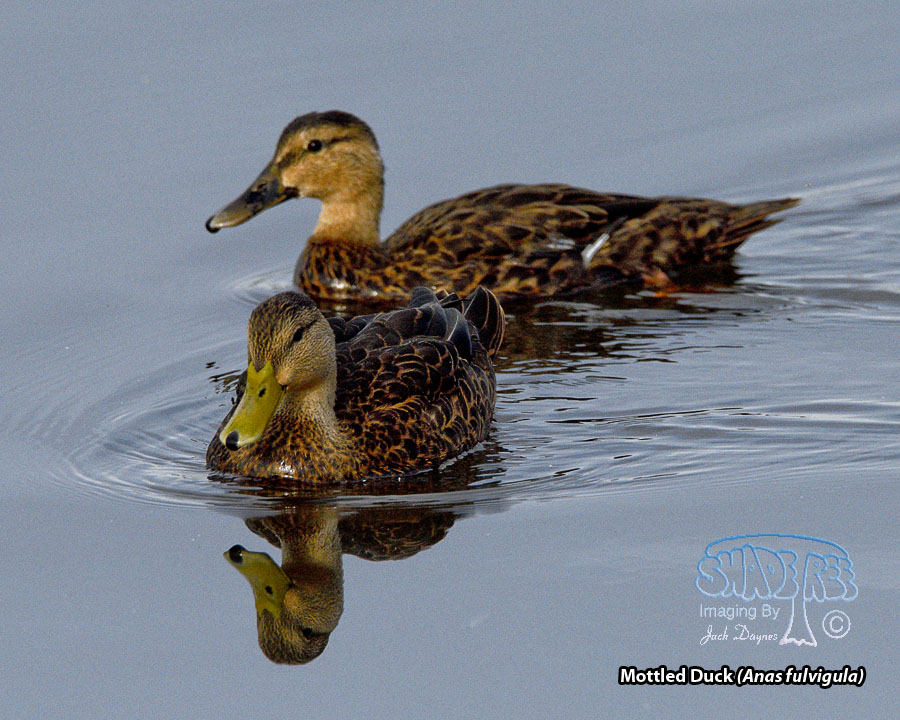 Mottled Duck - Anas fulvigula