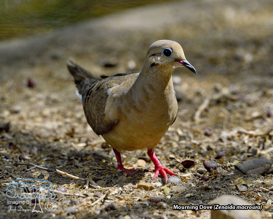 Mourning Dove - Zenaida macroura