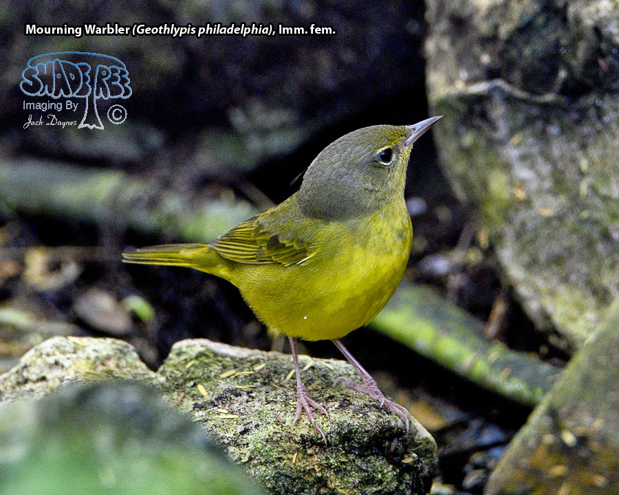 Mourning Warbler - Geothlypis philadelphia