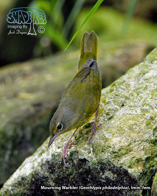Mourning Warbler - Geothlypis philadelphia