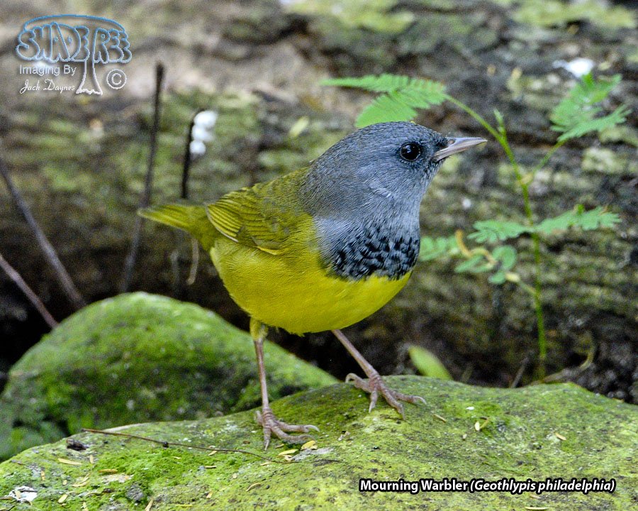 Mourning Warbler - Geothlypis philadelphia