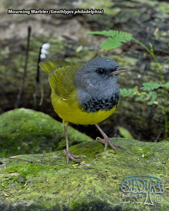 Mourning Warbler - Geothlypis philadelphia
