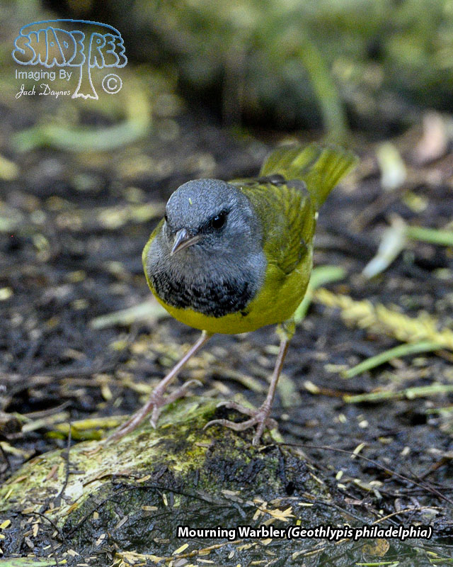 Mourning Warbler - Geothlypis philadelphia