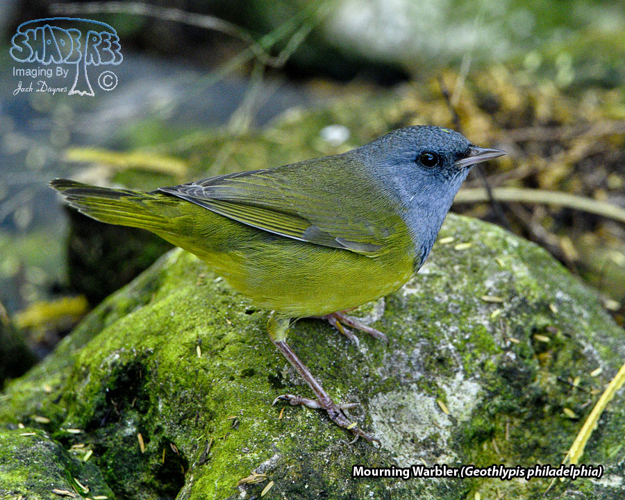 Mourning Warbler - Geothlypis philadelphia