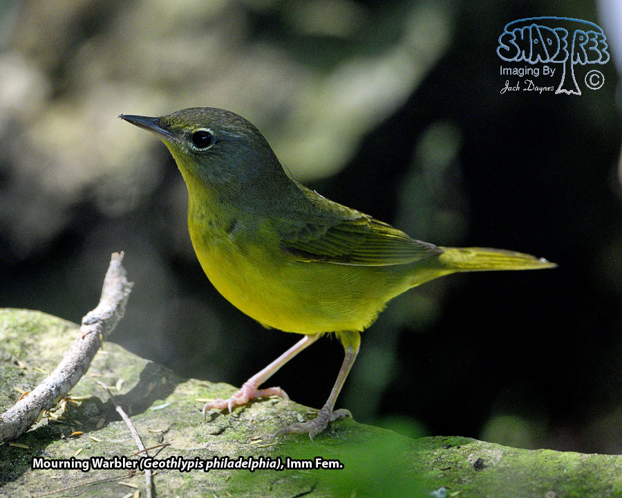 Mourning Warbler - Geothlypis philadelphia