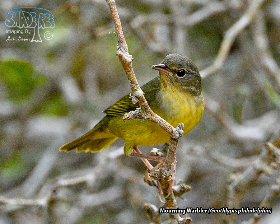 Mourning Warbler - Geothlypis philadelphia
