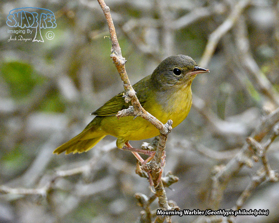 Mourning Warbler - Geothlypis philadelphia