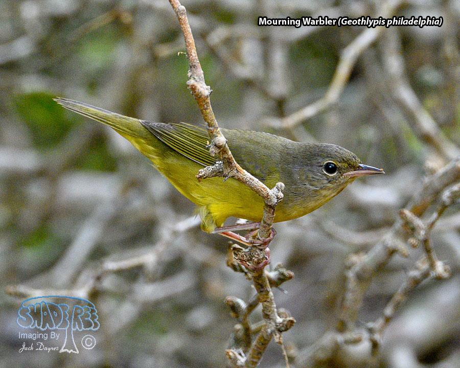 Mourning Warbler - Geothlypis philadelphia