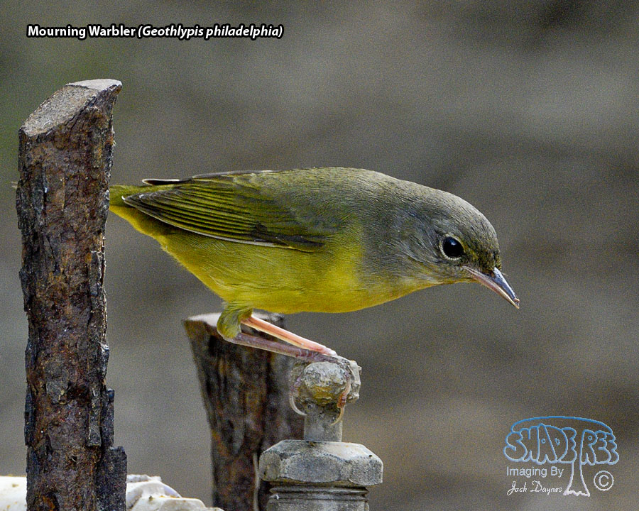 Mourning Warbler - Geothlypis philadelphia