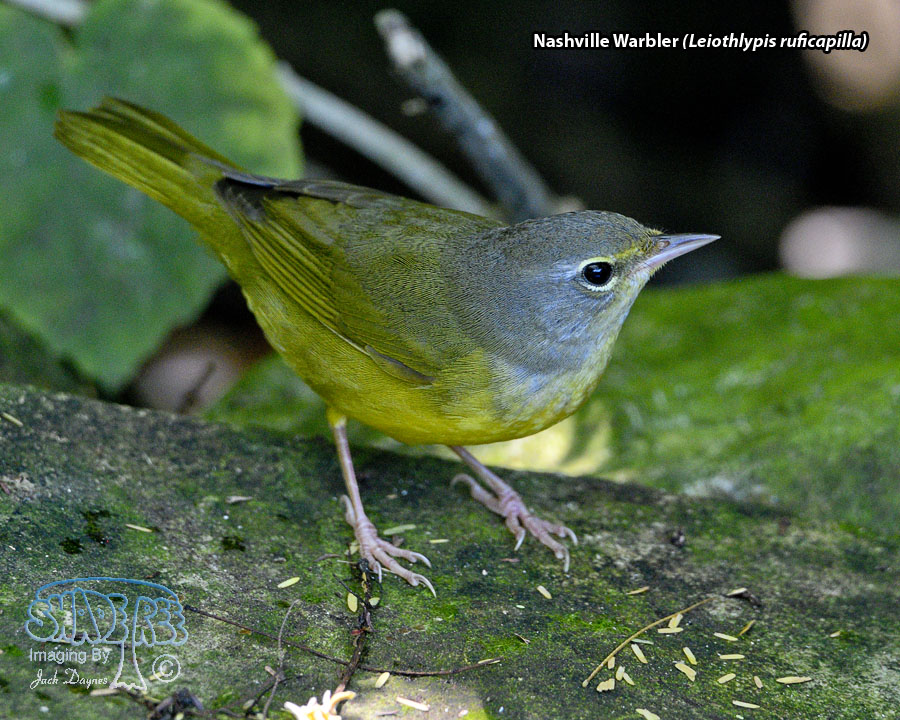 Nashville Warbler - Leiothlypis ruficapilla