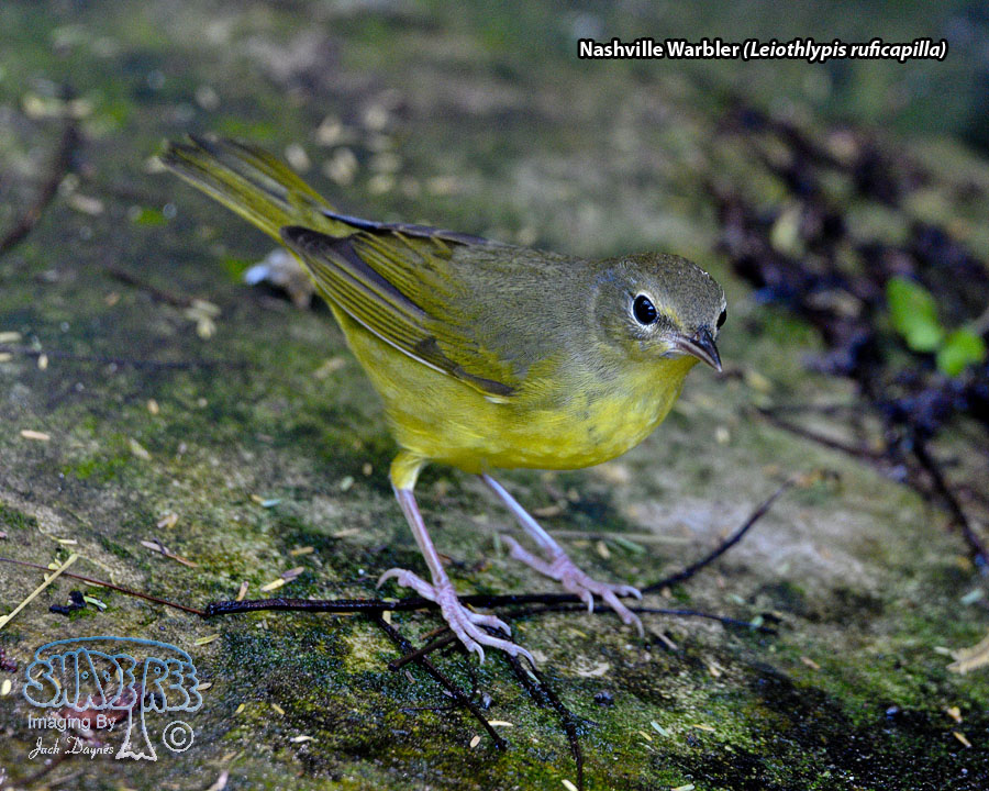 Nashville Warbler - Leiothlypis ruficapilla