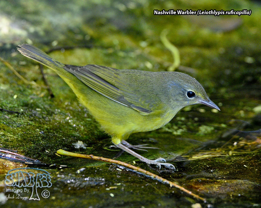 Nashville Warbler - Leiothlypis ruficapilla