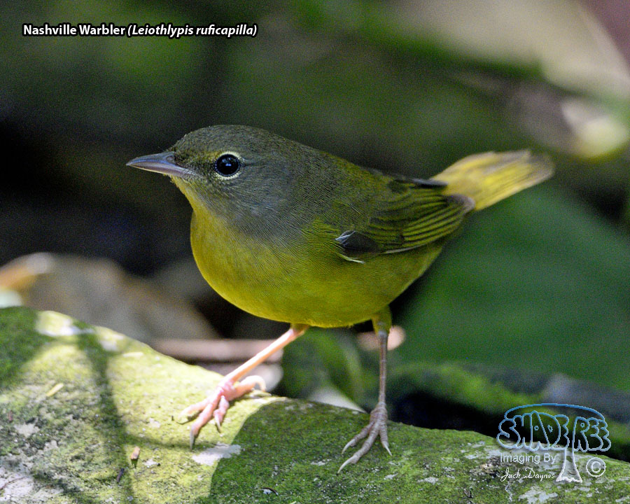 Nashville Warbler - Leiothlypis ruficapilla