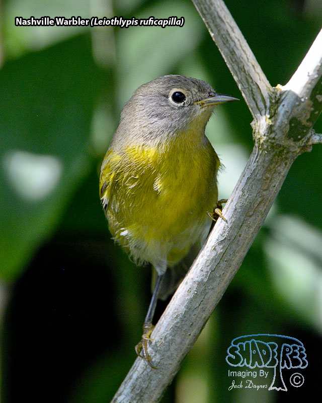 Nashville Warbler - Leiothlypis ruficapilla
