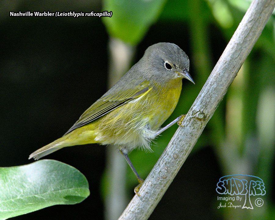 Nashville Warbler - Leiothlypis ruficapilla