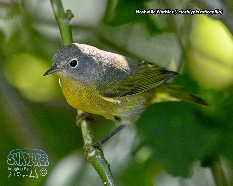 Nashville Warbler - Leiothlypis ruficapilla