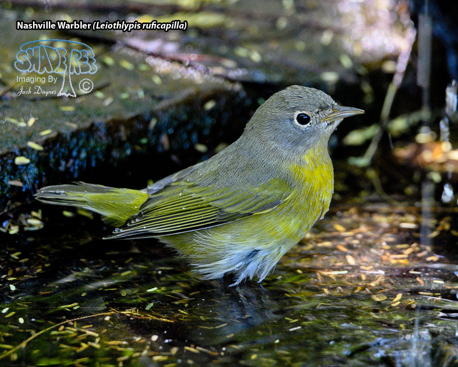 Nashville Warbler - Leiothlypis ruficapilla