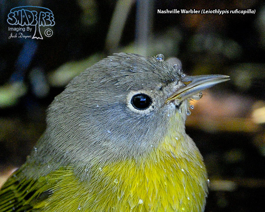 Nashville Warbler - Leiothlypis ruficapilla