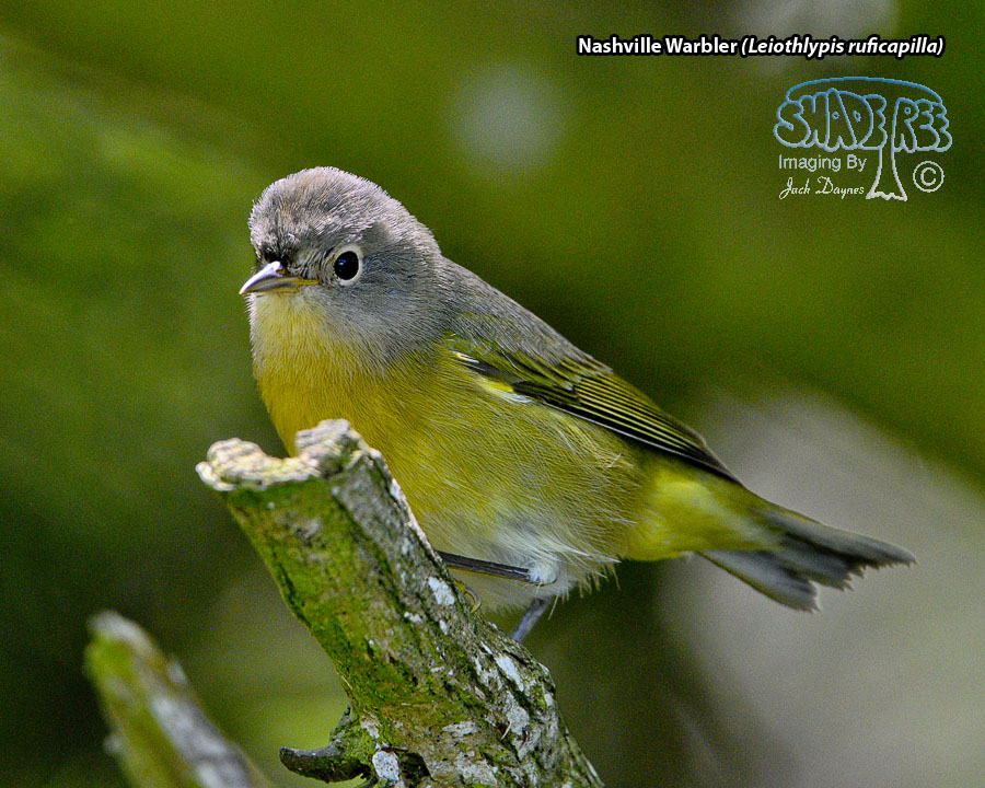 Nashville Warbler - Leiothlypis ruficapilla