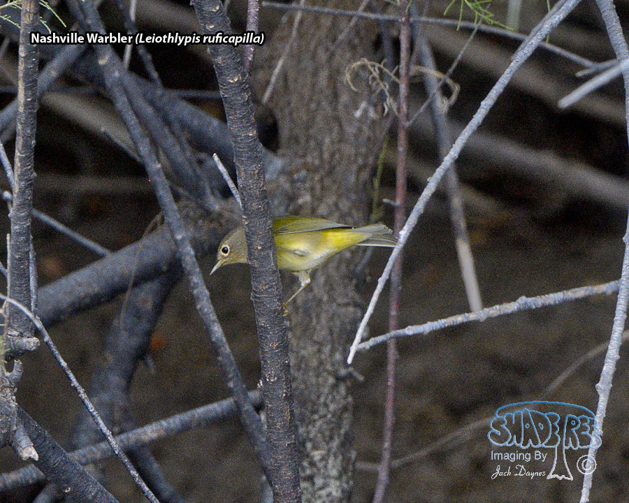 Nashville Warbler - Leiothlypis ruficapilla