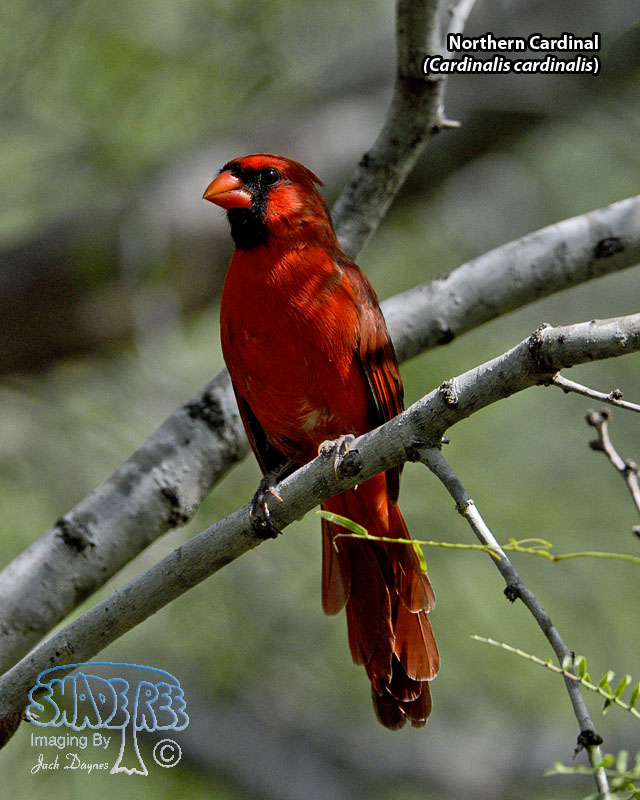 Northern Cardinal - Cardinalis cardinalis