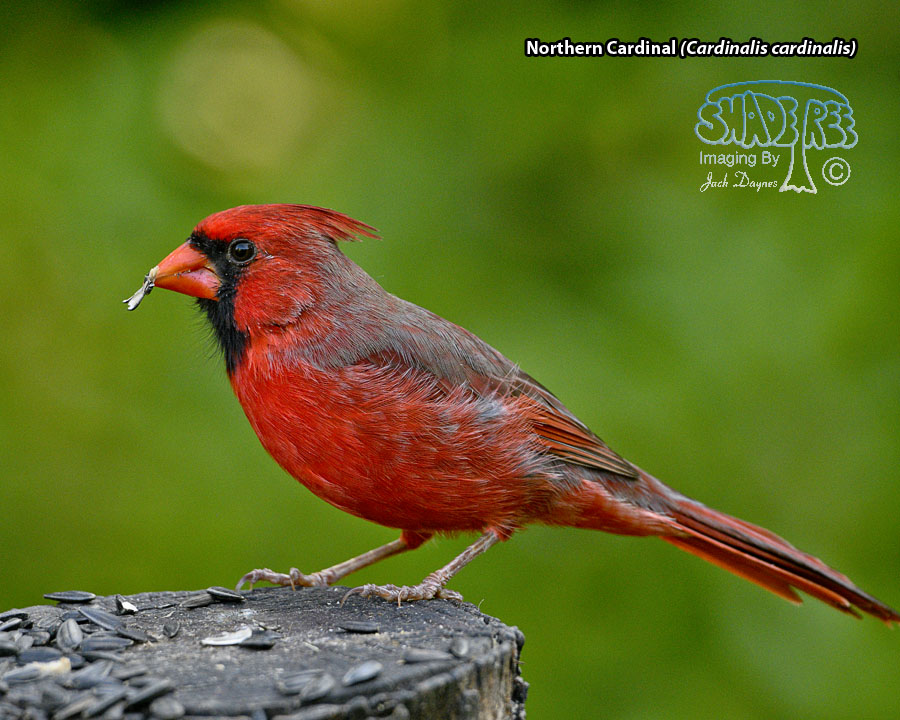 Northern Cardinal - Cardinalis cardinalis