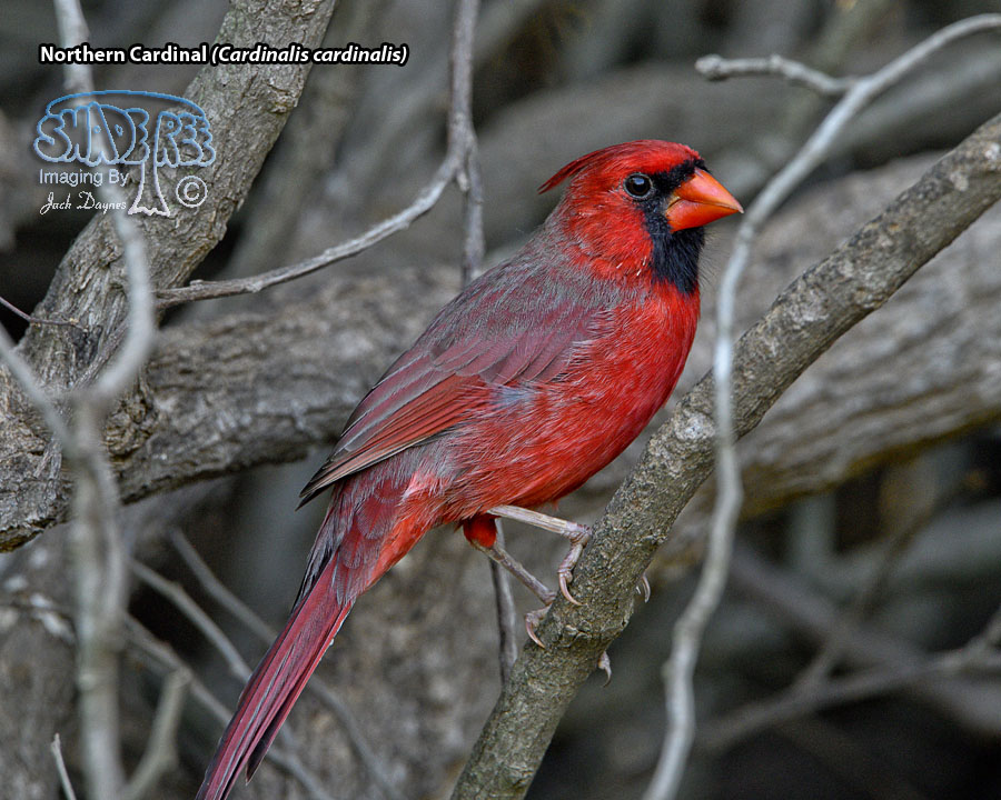 Northern Cardinal - Cardinalis cardinalis