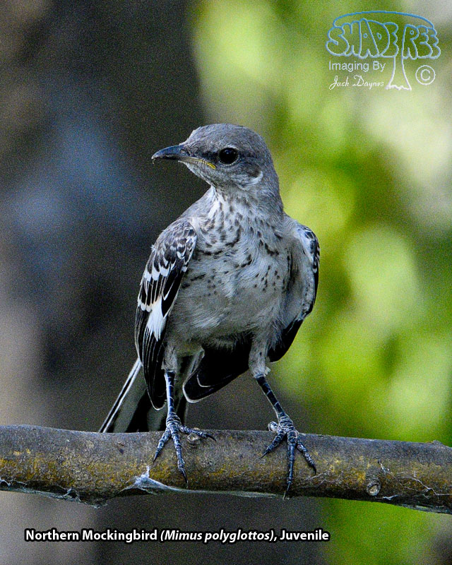 Northern Mockingbird - Mimus polyglottos